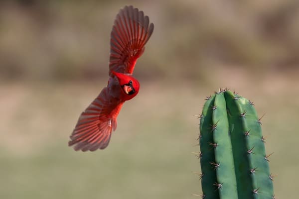 Red bird
